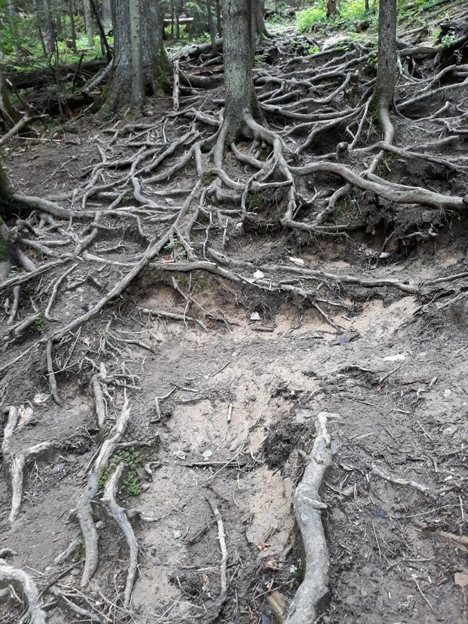Pensiunea Piatra Graitoare Vartop Εξωτερικό φωτογραφία